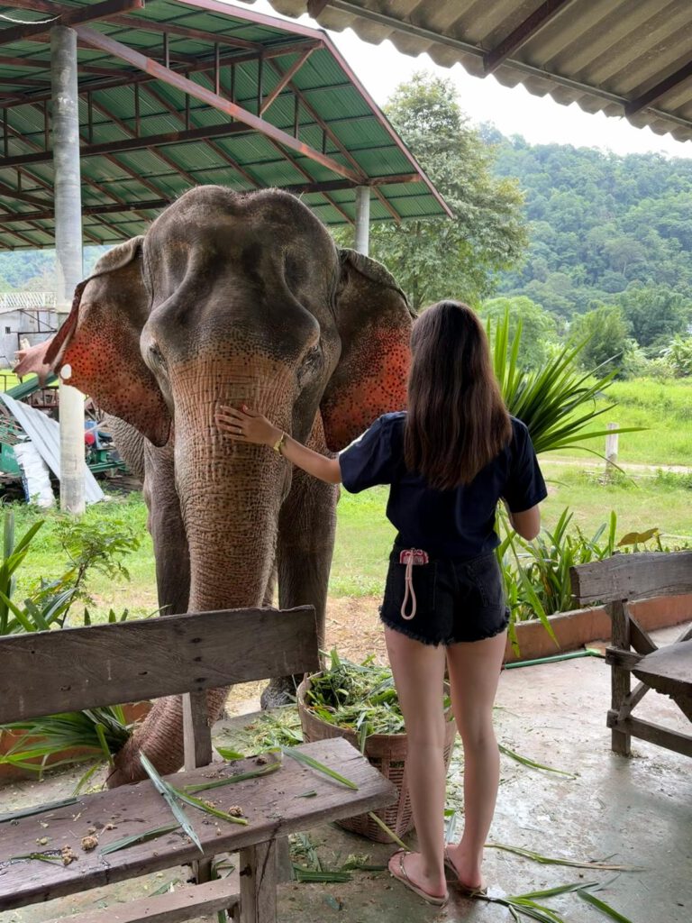 Feeding and gently cuddling a rescued elephant in Thailand