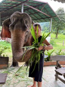 Elephant experience in Thailand
